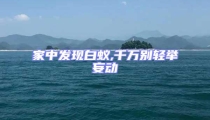 家中發現白蟻,千萬別輕舉妄動