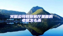 滅鼠公司教你餐廳里面的老鼠怎么殺