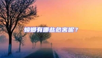 蟑螂有哪些危害呢?
