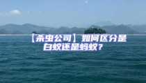 【殺蟲公司】如何區分是白蟻還是螞蟻?