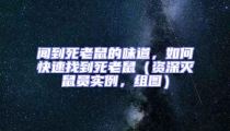 聞到死老鼠的味道,如何快速找到死老鼠(資深滅鼠員實(shí)例,組圖)