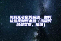 聞到死老鼠的味道，如何快速找到死老鼠（資深滅鼠員實例，組圖）