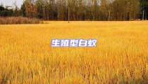 生殖型白蟻