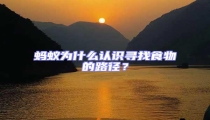 螞蟻為什么認識尋找食物的路徑?