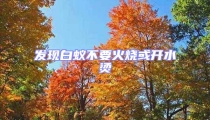 發現白蟻不要火燒或開水燙