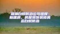 深圳白蟻防治公司提醒：新建房、房屋裝飾裝修莫忘白蟻防治