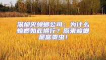深圳滅蟑螂公司:為什么蟑螂如此橫行?原來蟑螂是富貴蟲!