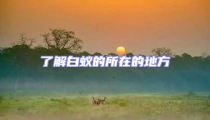 了解白蟻的所在的地方