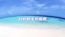 白蟻的生存因素