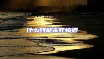 什么藥能殺死蟑螂