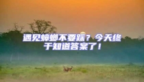 遇見蟑螂不要踩?今天終于知道答案了!
