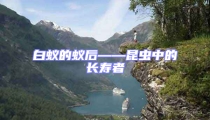 白蟻的蟻后——昆蟲中的長壽者