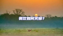 餐飲如何滅蟑?