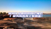 狗為什么喜歡咬自己尾巴?因為狗狗身上有跳蚤!