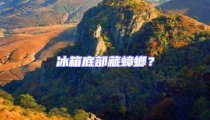 冰箱底部藏蟑螂?