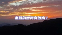 老鼠的智商有多高?