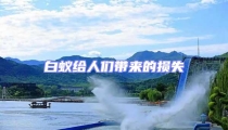 白蟻給人們帶來的損失
