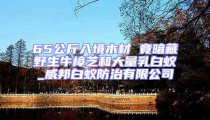 65公斤入境木材 竟暗藏野生牛樟芝和大量乳白蟻_威邦白蟻防治有限公司