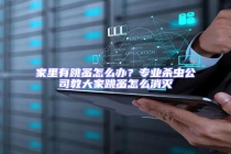 家里有跳蚤怎么辦？專業殺蟲公司教大家跳蚤怎么消滅