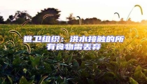 世衛組織:洪水接觸的所有食物需丟棄