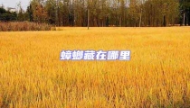 蟑螂藏在哪里