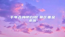千年古梅防白蟻 景區重金求醫
