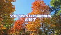 又到了惱人白蟻要出沒的時候了