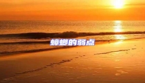 蟑螂的弱點