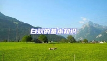 白蟻的基本知識(shí)