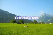 白蟻的基本知識