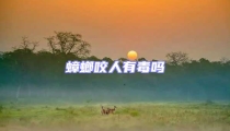 蟑螂咬人有毒嗎