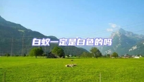 白蟻一定是白色的嗎