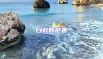 白蟻的危害
