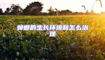 蟑螂的生長環境和怎么治理