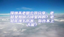 深圳殺老鼠公司分享:老鼠是如何入侵室內的?老鼠你辣么厲害,你咋不上天呢?