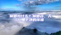 蟑螂怕什么?蟑螂藥、天敵、干凈的環境