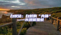 白蟻站:白蟻的“先鋒”——長翅繁殖蟻