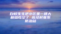 白蟻生生把小區里一棵大樹給吃空了 應及時聯系防治站