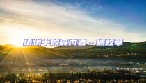 植物中的食肉者-捕蚊草