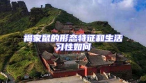 褐家鼠的形態特征和生活習性如何