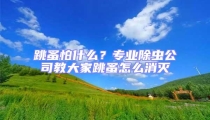 跳蚤怕什么?專業除蟲公司教大家跳蚤怎么消滅