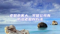 老鼠危害大,滅鼠公司有防治老鼠好方法