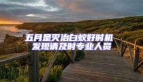 五月是滅治白蟻好時機 發現請及時專業人員