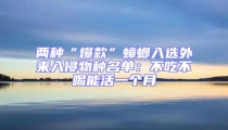 兩種“爆款”蟑螂入選外來入侵物種名單:不吃不喝能活一個月