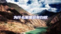 為什么家里會有白蟻