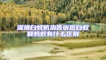 深圳白蟻防治告訴您白蟻和螞蟻有什么區(qū)別