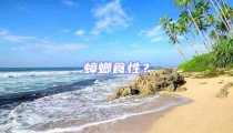 蟑螂食性?