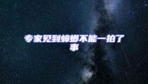 專家見到蟑螂不能一拍了事