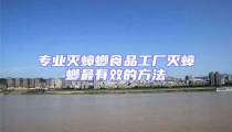 專業滅蟑螂食品工廠滅蟑螂最有效的方法