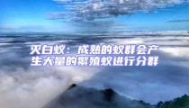 滅白蟻:成熟的蟻群會產(chǎn)生大量的繁殖蟻進行分群